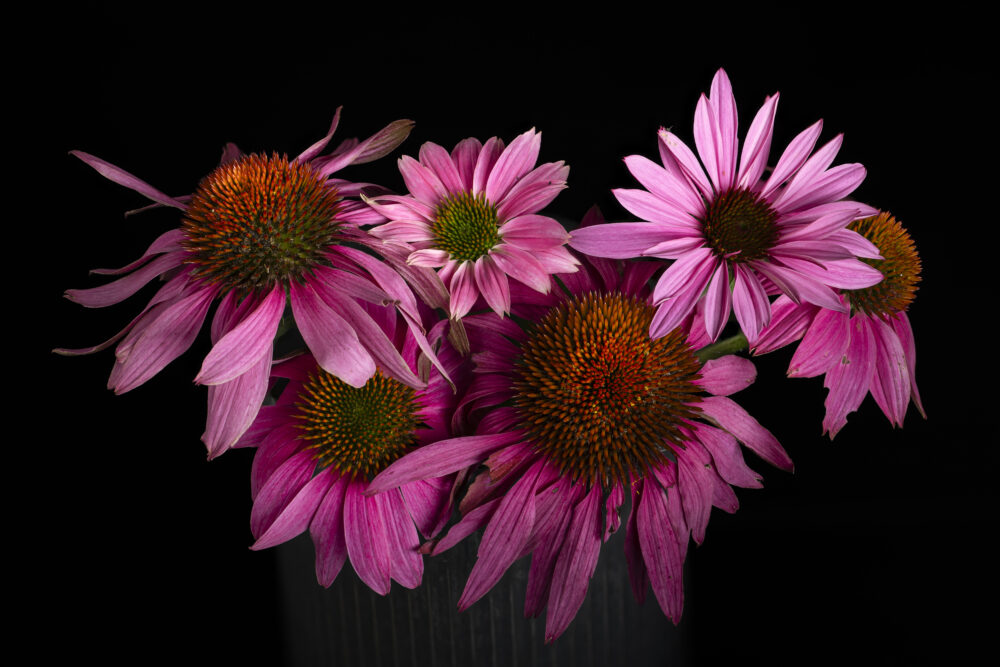 Helen Lambiase "A Coneflower Bouquet"