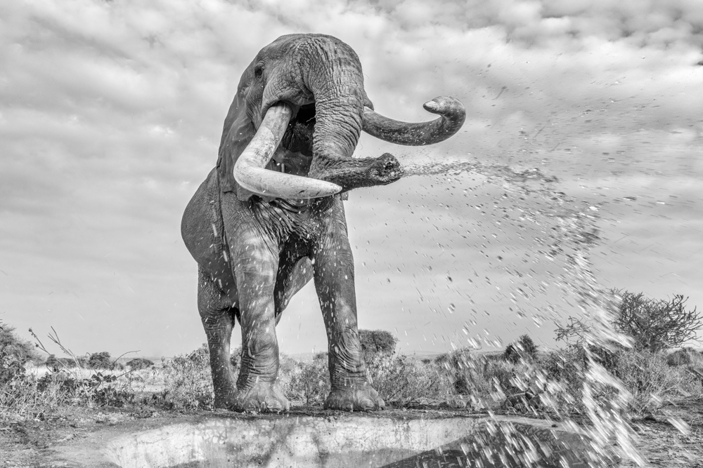 Pam Lander "Blessings from Craig the Big Tusker"