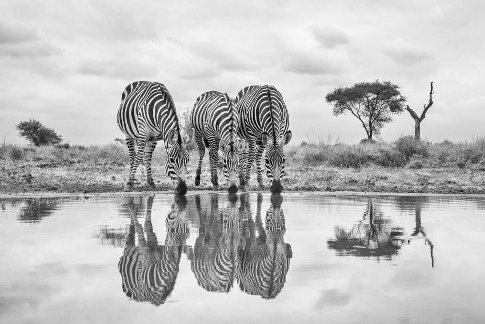 Pam Lander "Fellow Travelers Stopping By"