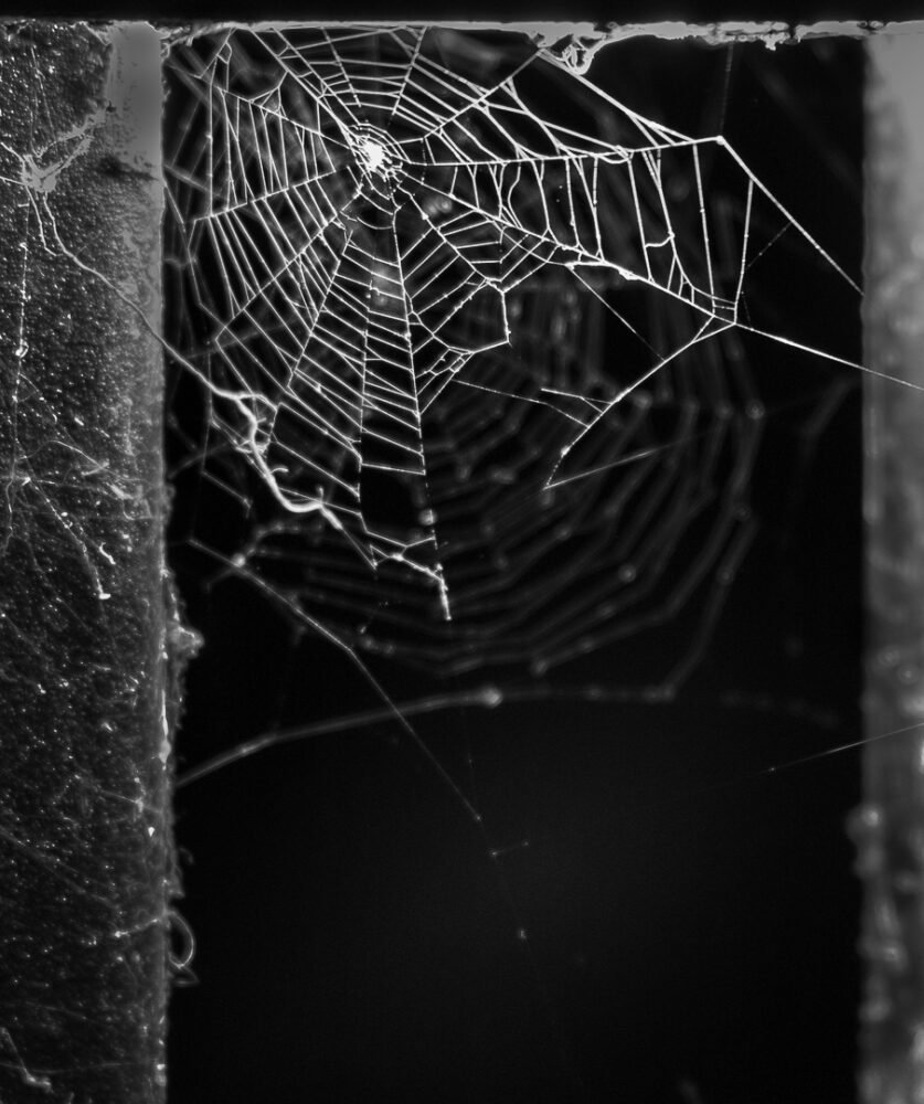 Janet Lawn "Suspended"