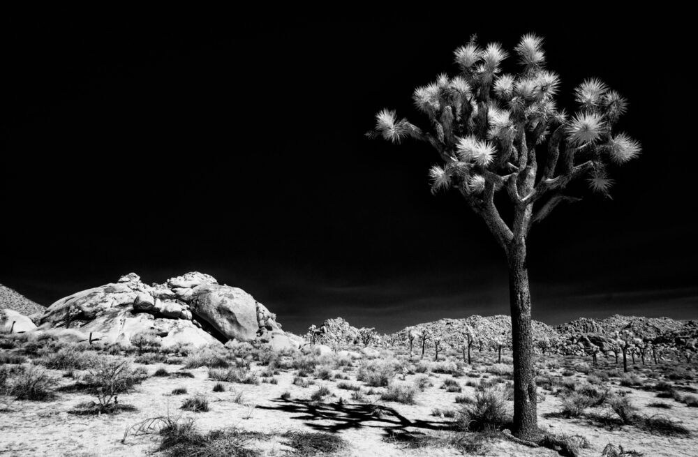 Jeff Potter "The Joshua Tree" - SECOND PLACE