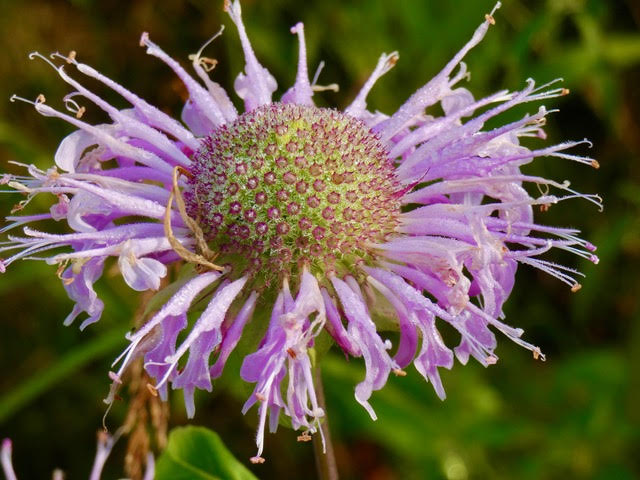 Bradford Sherman "Bee Balm"