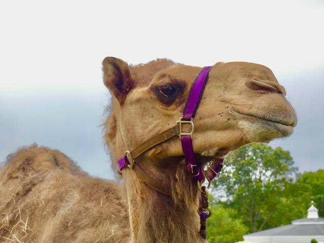 Bradford Sherman "Camel in Purple"