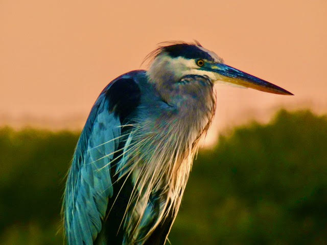 Bradford Sherman "Great Blue"