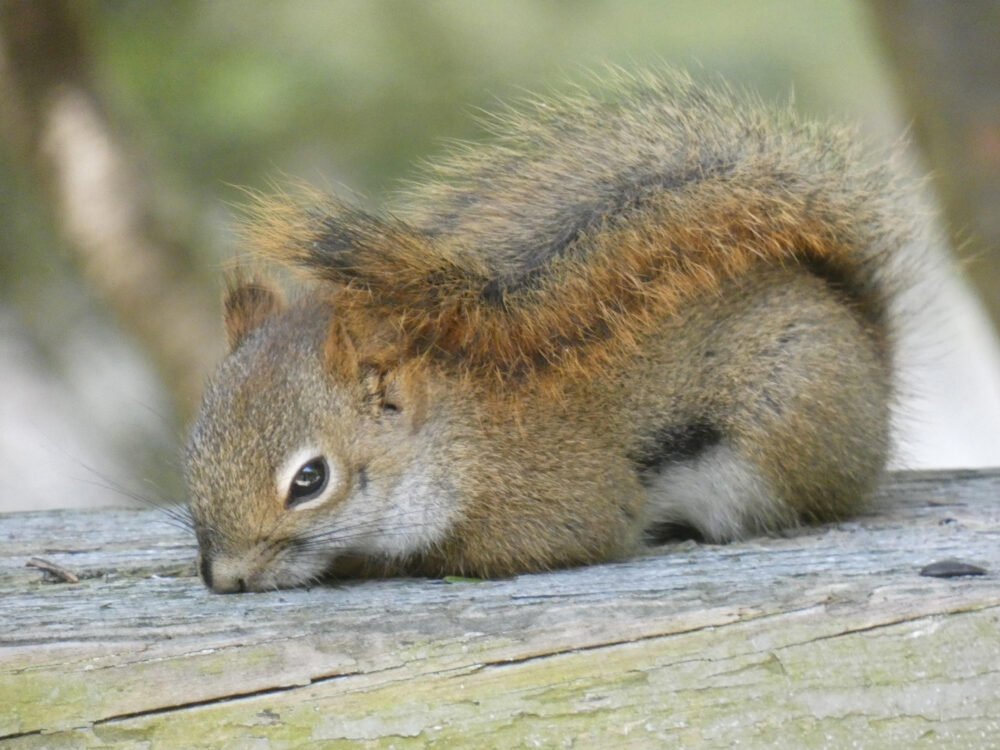 Bradford Sherman "Naptime"