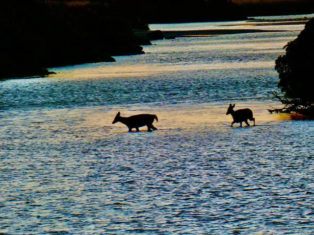 Bradford Sherman "Night Crossing"