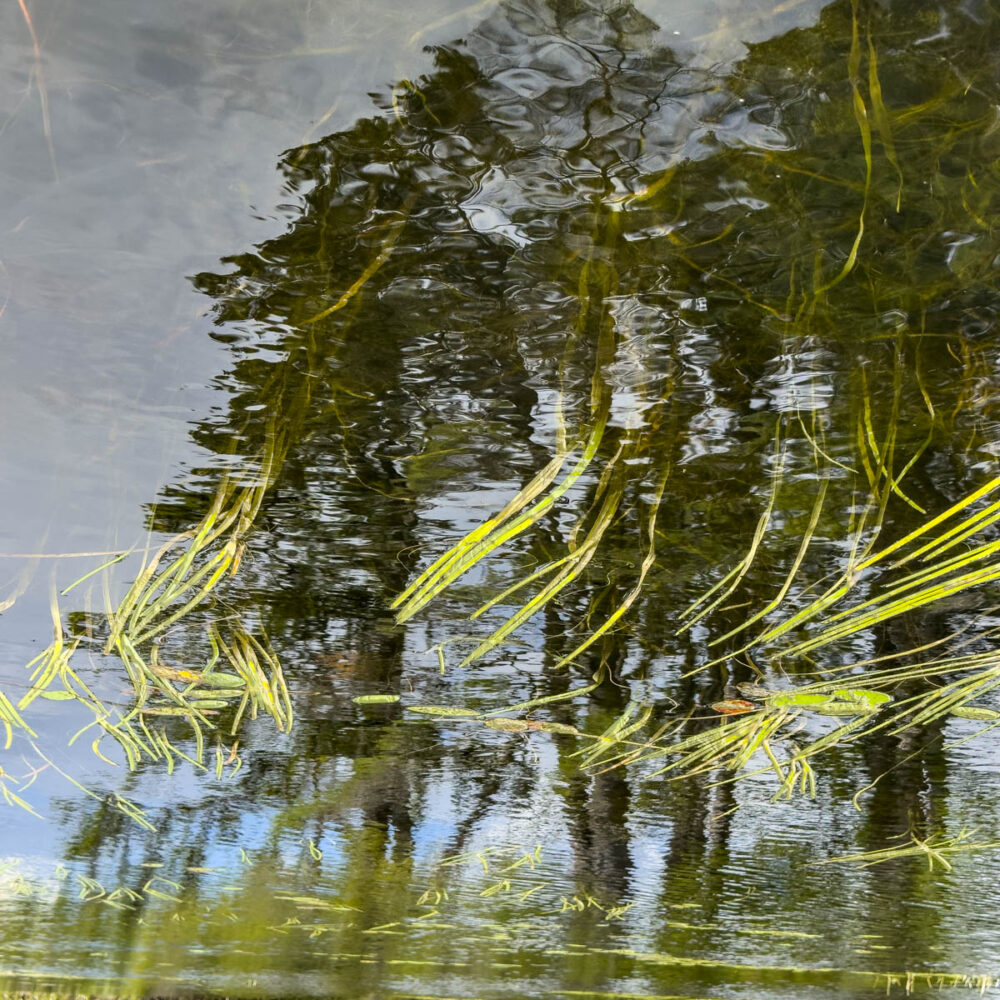 Gene St Pierre "Reflections #2"