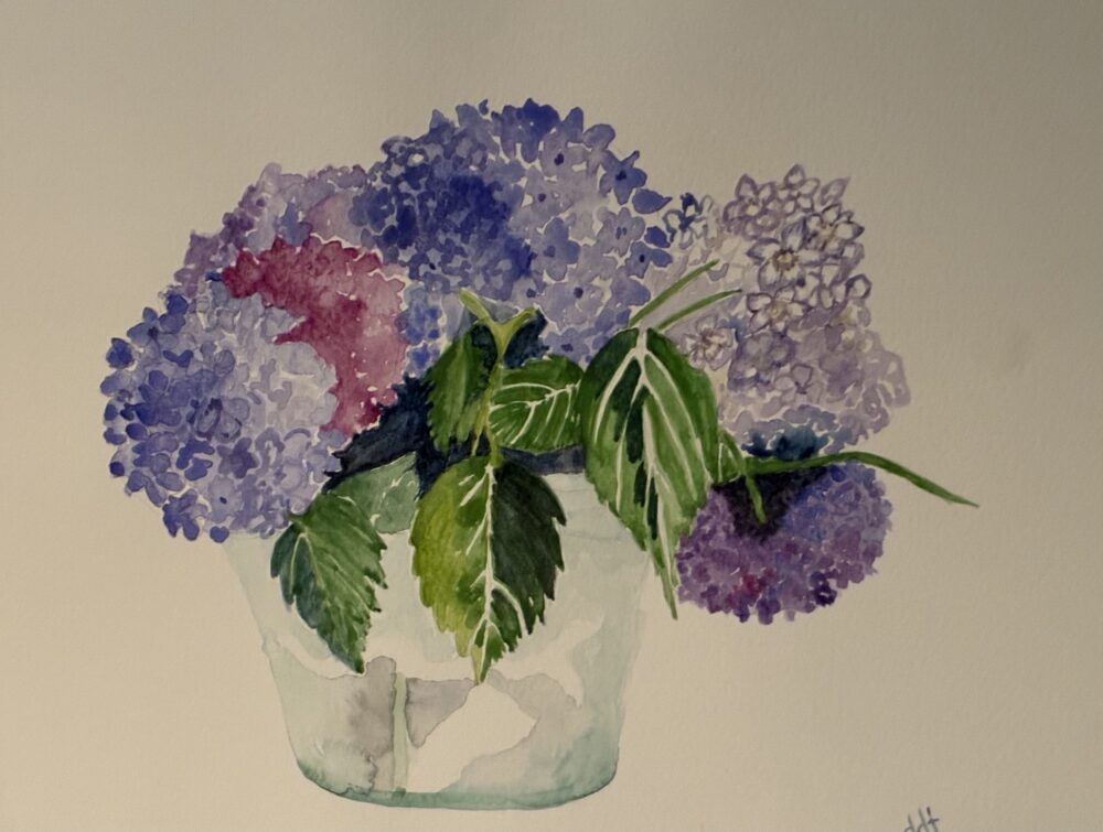 Donna Tanguay "Hydrangeas"