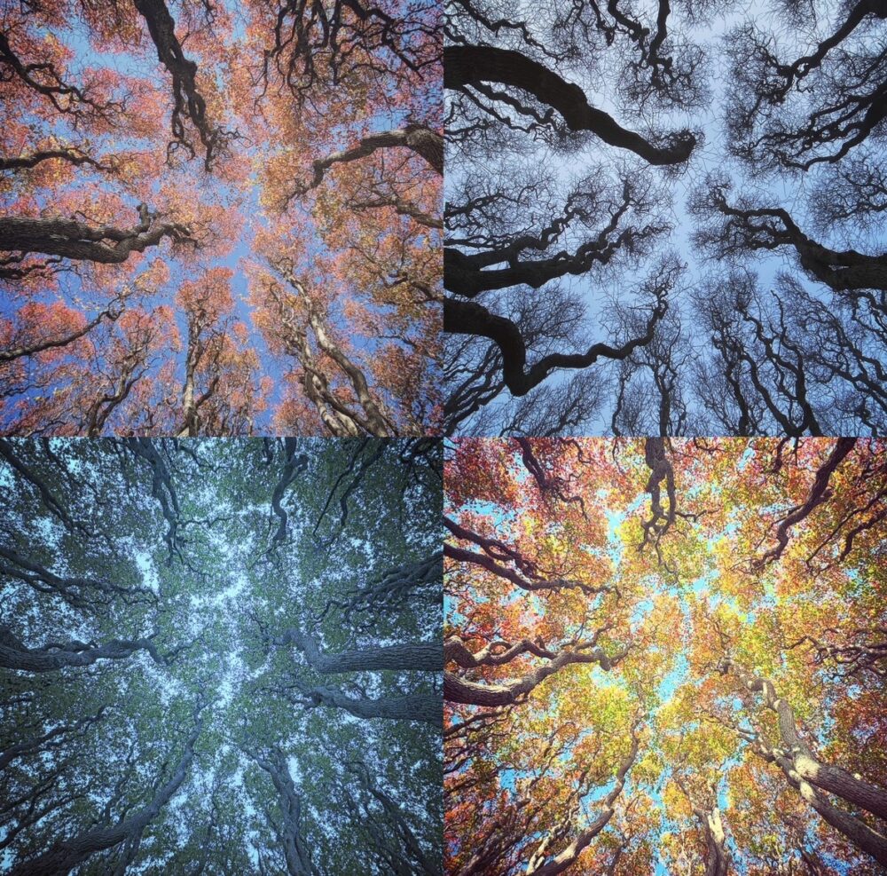 Drew Virbila "The Four Seasons"